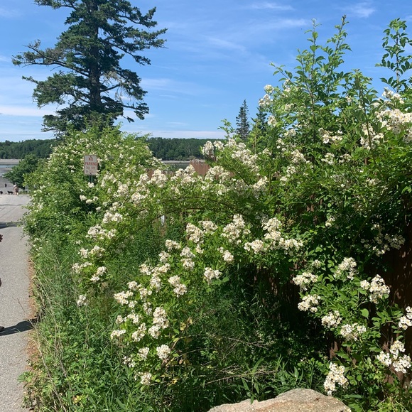 Meet your Posher, Syd - Picture 1 of 1